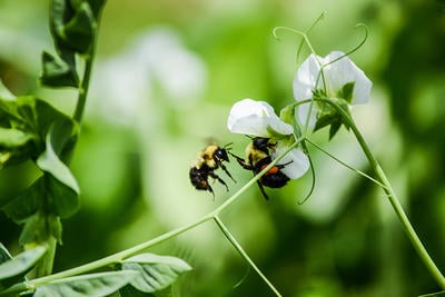 Native bumblebees visiting pea flowers at the Farm at Moose Hill Wildlife Sanctuary