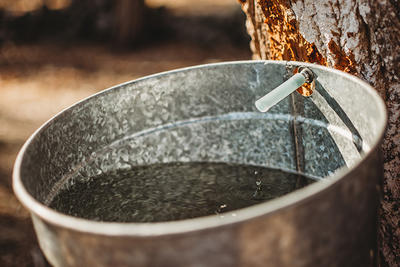 Sugaring bucket collecting sap from a tapped maple tree Moose Hill Wildlife Sanctuary