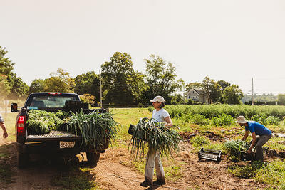 People harvesting crops from the fields at the Farm at Moose Hill Wildlife Sanctuary