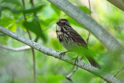 Song Sparrow at Nahant Thicket (Photo: Rosemary Mosco)