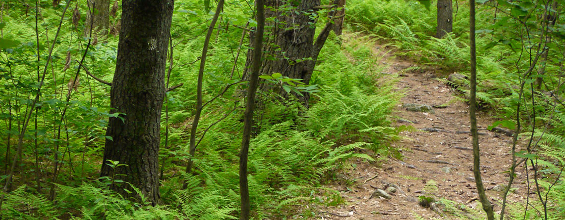 Fern-lined trail through the woods at Nashoba Brook Wildlife Sanctuary