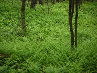 Woods with fern ground cover at Mass Audubon Nashoba Brook Wildlife Sanctuary