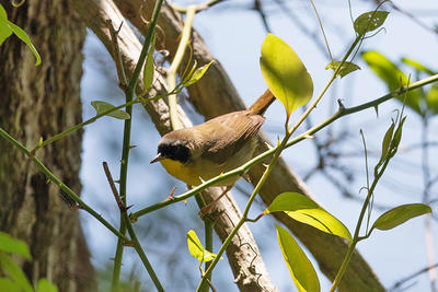 Common Yellowthroat at North Hill Marsh Wildlife Sanctuary