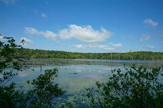 Pond at North Hill Marsh Wildlife Sanctuary