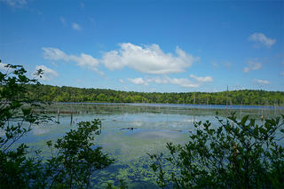 Pond at North Hill Marsh Wildlife Sanctuary