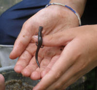 A salamander on the hands of a student