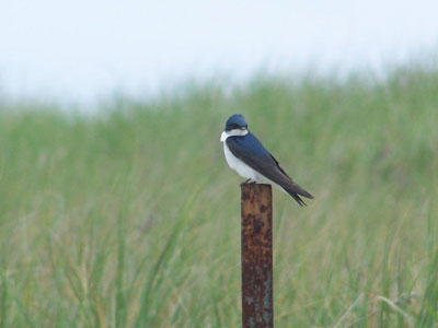 Tree Swallow © John Galuzzo