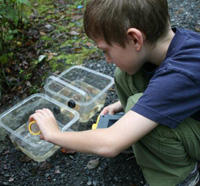 A boy looking at pond creatures at Oak Knoll Wildlife Sanctuary
