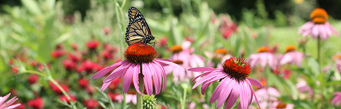 Butterfly on coneflower