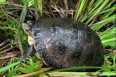Turtle in the grass at Oak Knoll