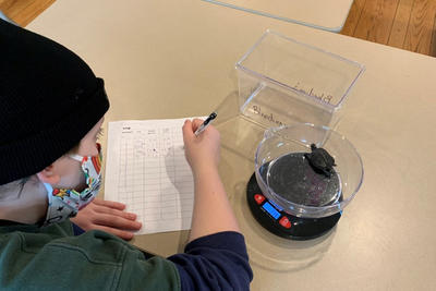 Weighing turtles at Oak Knoll