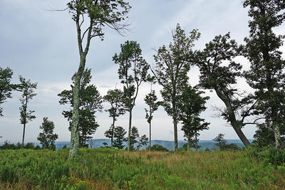 Trees on summit overlook at Old Baldy Wildlife Sanctuary