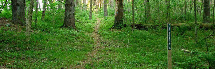 Loop trail at Pierpont Meadow Wildlife Sanctuary