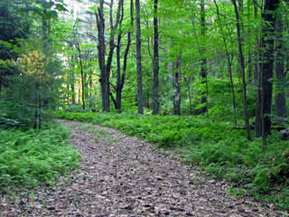 Loop Trail at Pierpont Meadow