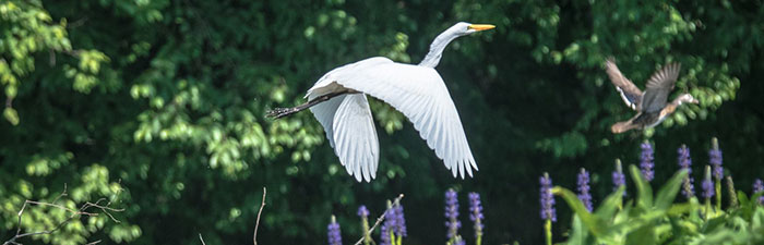Egret and duck © S Clarkson