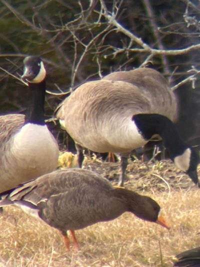 Digiscope image of a Greater White-fronted Goose in Sheffield