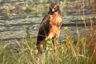 Digiscope image of a Northern Harrier 
