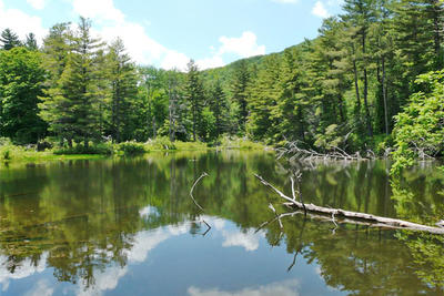 Pike's Pond in June at Pleasant Valley Wildlife Sanctuary
