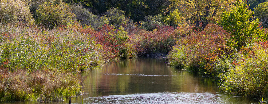 Sackett Brook fully restored and flowing free in autumn 2020