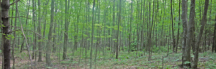 Poor Farm Hill woods © Lenherr