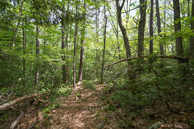 A trail through the woods at Poor Farm Hill Wildlife Sanctuary