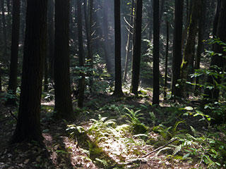 Light in the forest at Richardson Brook Wildlife Sanctuary