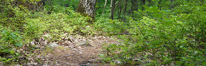 Trail at Rocky Hill Wildlife Sanctuary