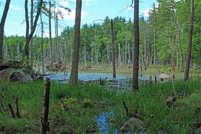 View of beaver pond and heron rookery at Rocky Hill