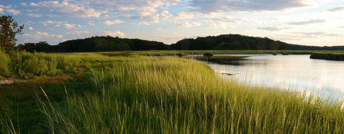 Salt marsh at Rough Meadows Wildlife Sanctuary in summer © Alan B. Ward