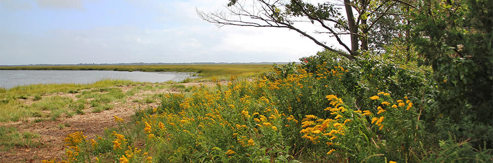 Rough Meadows Wildlife Sanctuary trail and marsh (Photo: Hillary Truslow)