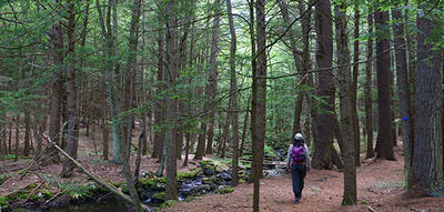 Hiker on a trail by the brook in summer at Rutland Brook  Wildlife Sanctuary