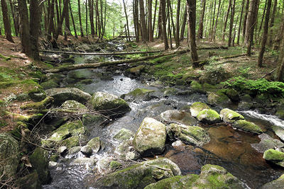 The namesake brook at Rutland Brook Wildlife Sanctuary