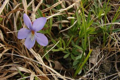 Viola Pedata at Sesachacha Heathlands (by Robert Buchsbaum/Mass Audubon)