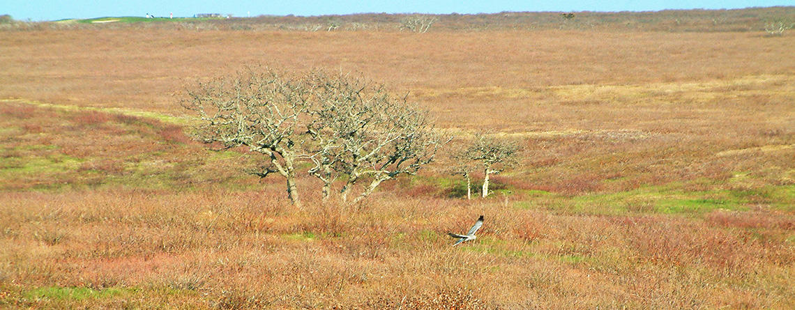 Northern Harrier flying over heathlands at Sesachacha Heathlands Wildlife Sanctuary
