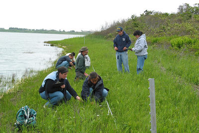 Removing invasive purple loosestrife