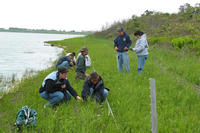 Removing invasive purple loosestrife