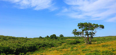 Hill in summer at Sesachacha Heathlands Wildlife Sanctuary
