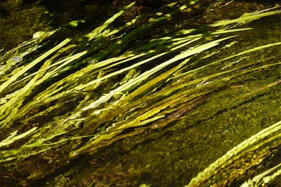 Skunknett River stream vegetation (Photo: Rosemary Mosco)