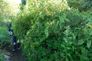 The old Butterfly Garden was choked with overgrowth