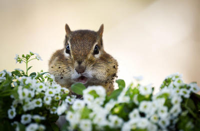 Chipmunk © Colleen Bruso