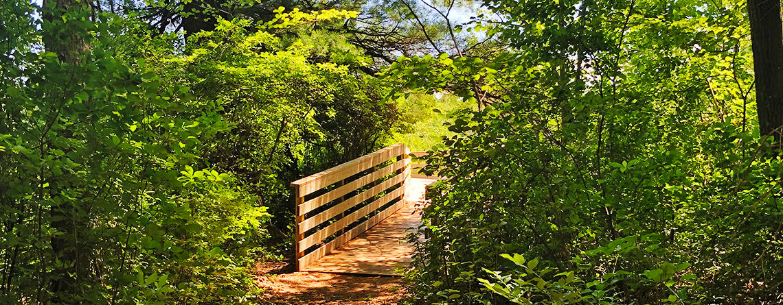 A forest trail leads to the boardwalk entrance at Stony Brook Wildlife Sanctuary