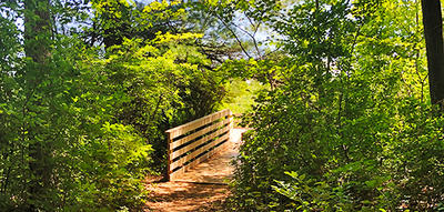 A forest trail leads to the boardwalk entrance at Stony Brook Wildlife Sanctuary