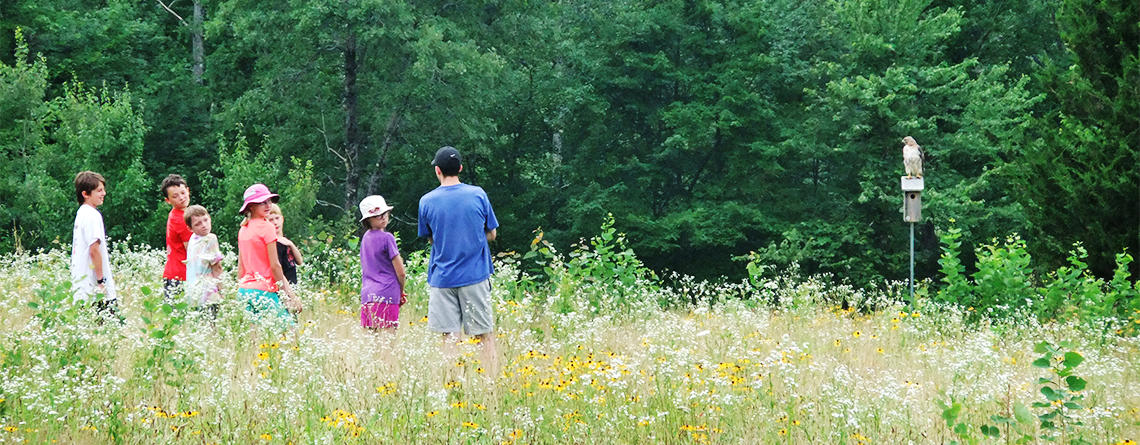Stony Brook campers in a meadow watching a Red-tailed Hawk