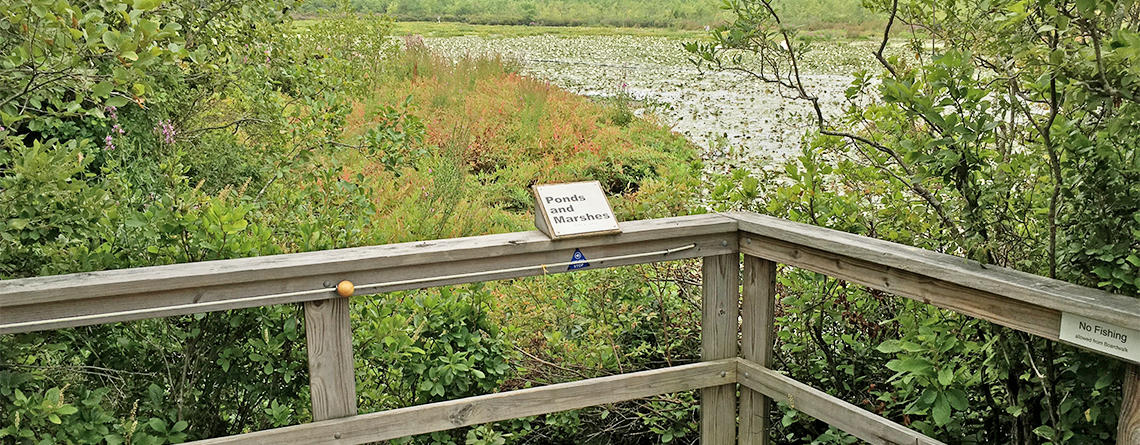 Stop 12 on Stony Brook's Sensory Trail