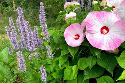 Anise Hyssop (Agastache foeniculum) and Rose Mallow (Hibiscus moscheutos) in bloom