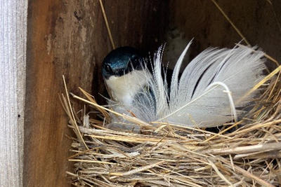 Bird's nest in a nest box