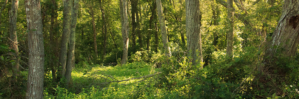 Forest trail at Tidmarsh