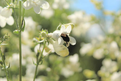 Foxglove Beardtongue (Penstemon digitalis) in bloom being visited by a native bee
