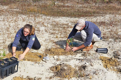 Planting sandplain plant species at Tidmarsh Wildlife Sanctuary