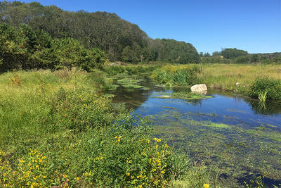 Restored cold stream at Tidmarsh Wildlife Sanctuary